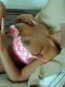   Ozbek, , +7 (983) ***-0323
