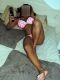   Ozbek,  +7 (983) ***-0323
