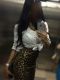   ELITE GIRL. 